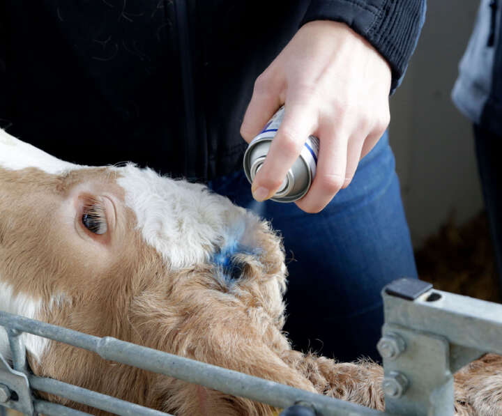 Agrochemica Blue Spray